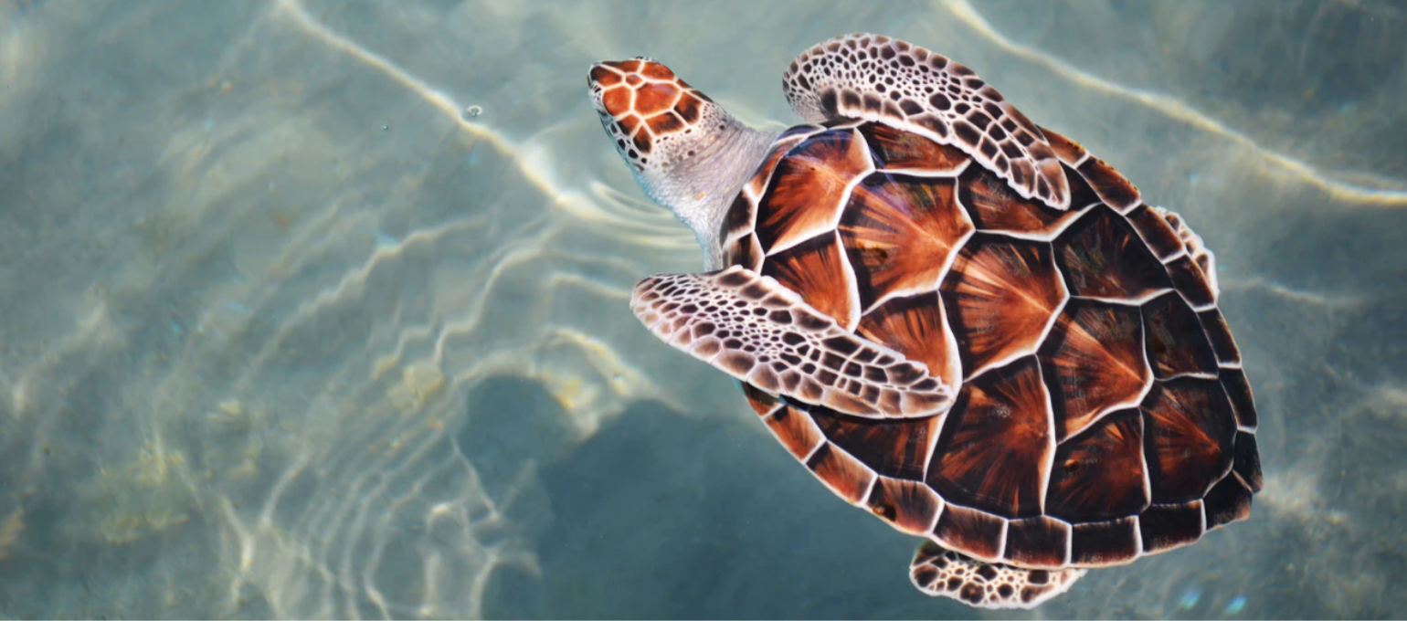 Number Of Florida Loggerhead Nests On Track To Reach Record High This Year