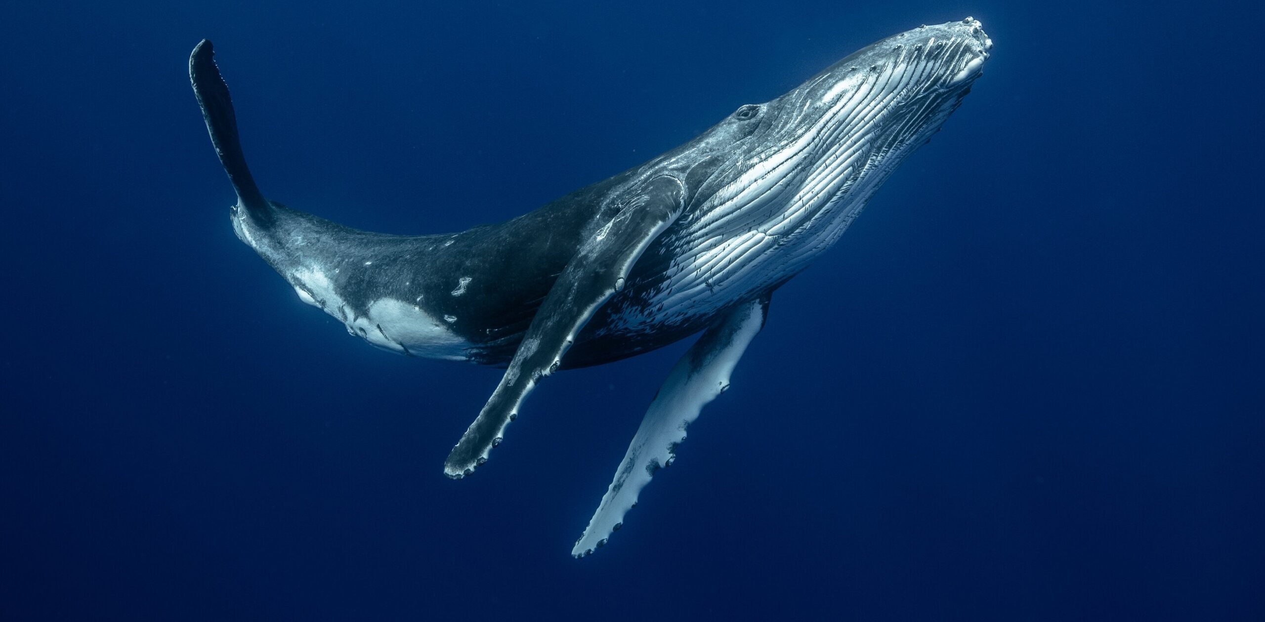Scientists Just Figured Out What Whales Are Actually Doing While They Sing for 16 Hours Straight