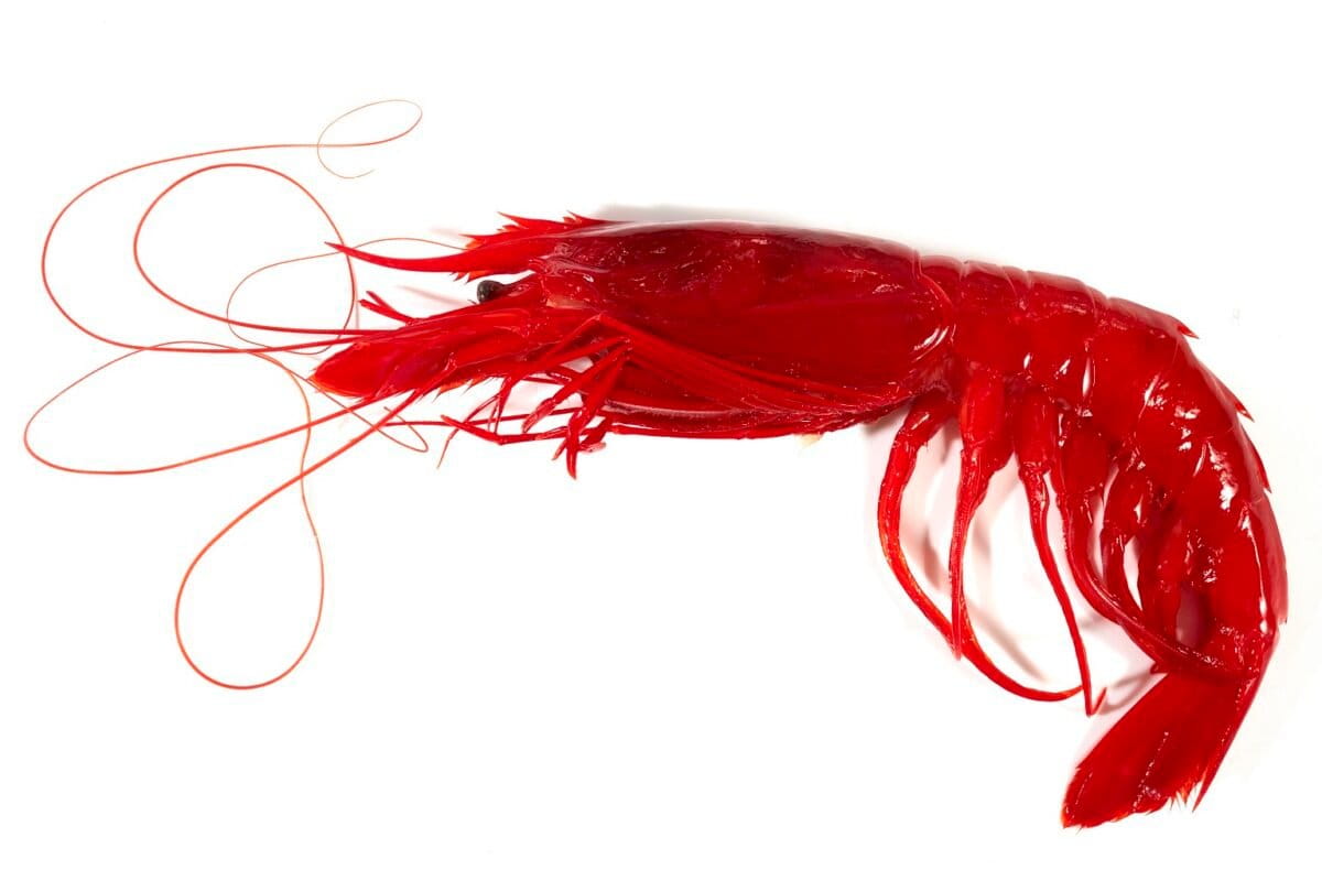 Scientists Explored Underwater Mountains in the Indian Ocean  And Found 149 New Species