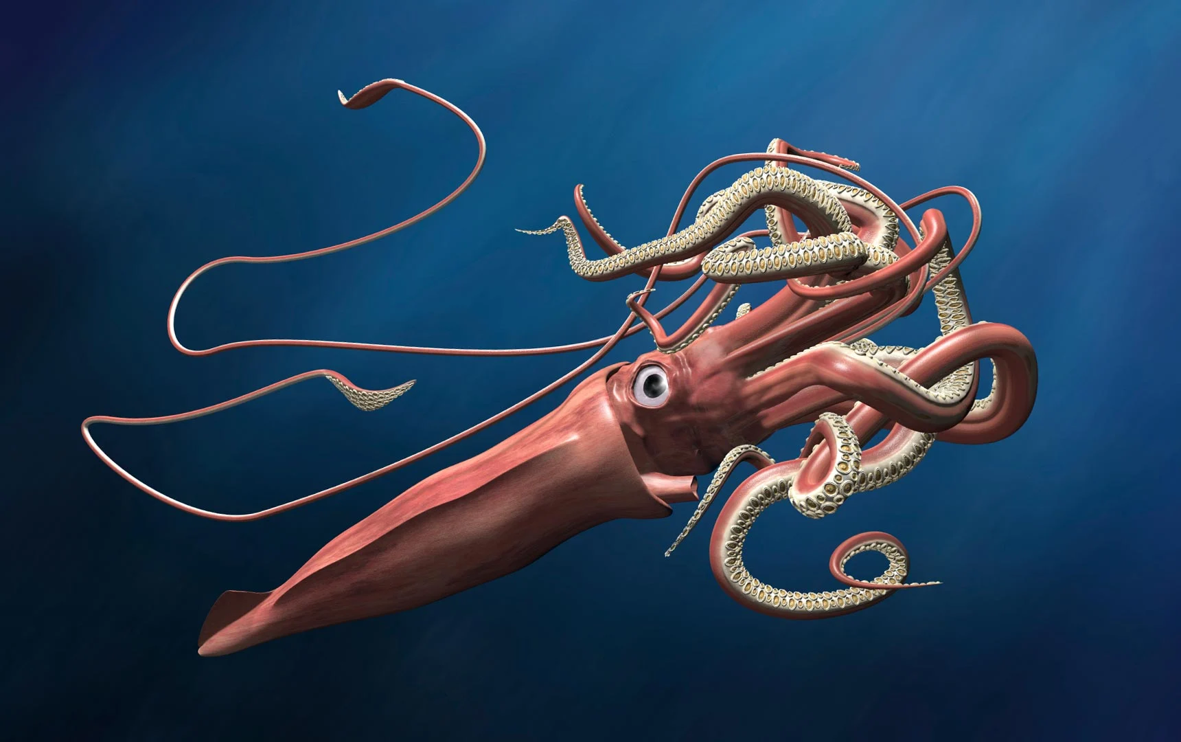 Scientists Found the Legendary Giant Squid Off Australia — Without Ever Actually Seeing One