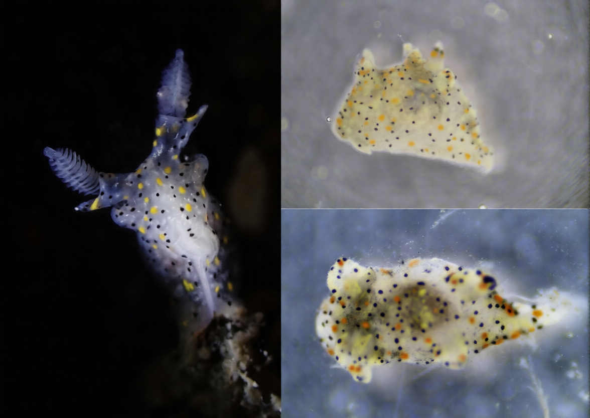 Meet the New Sea Slug So Small It’s Named After a Sesame Seed