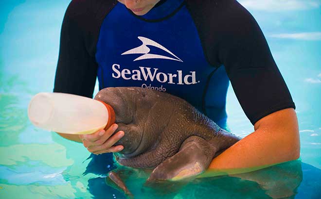 SeaWorld’s Rescue Team Just Hit a Milestone 60 Years in the Making: 43,000 Animals Helped