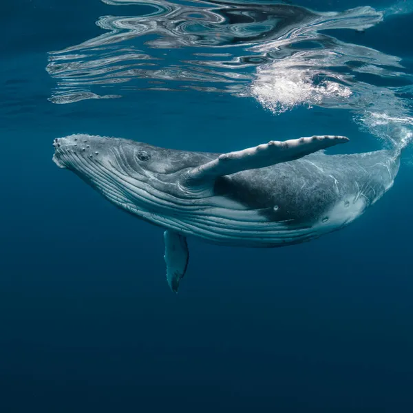 Did You Know a Blue Whale’s Heart Alone Weighs as Much as a Golf Cart?