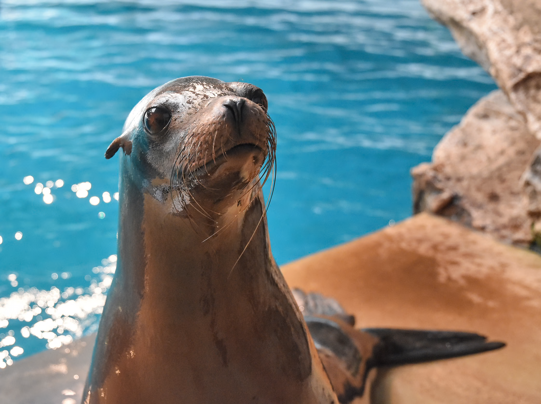 A Teen Kicked a Sea Lion at La Jolla Cove. He Just Learned Exactly Why That’s a Federal Crime.
