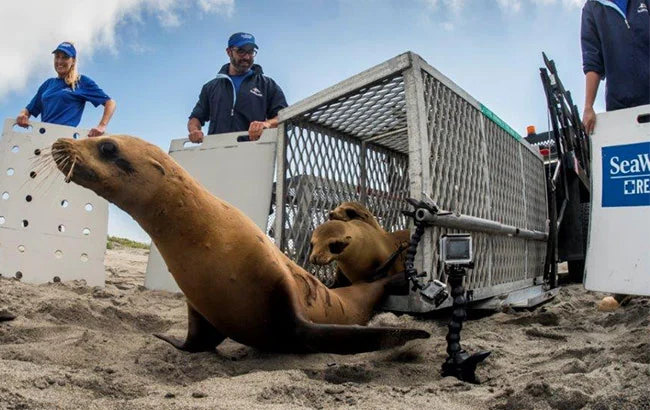 13 Rescued Sea Lions and a Fur Seal Just Got Their Second Chance Back in the Pacific