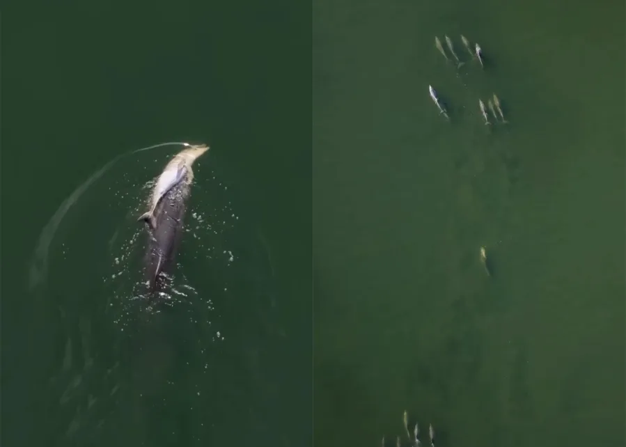 A Mother Dolphin Named Fraggle Won’t Let Go of Her Dead Calf — And Scientists Say That Tells Us Something Remarkable