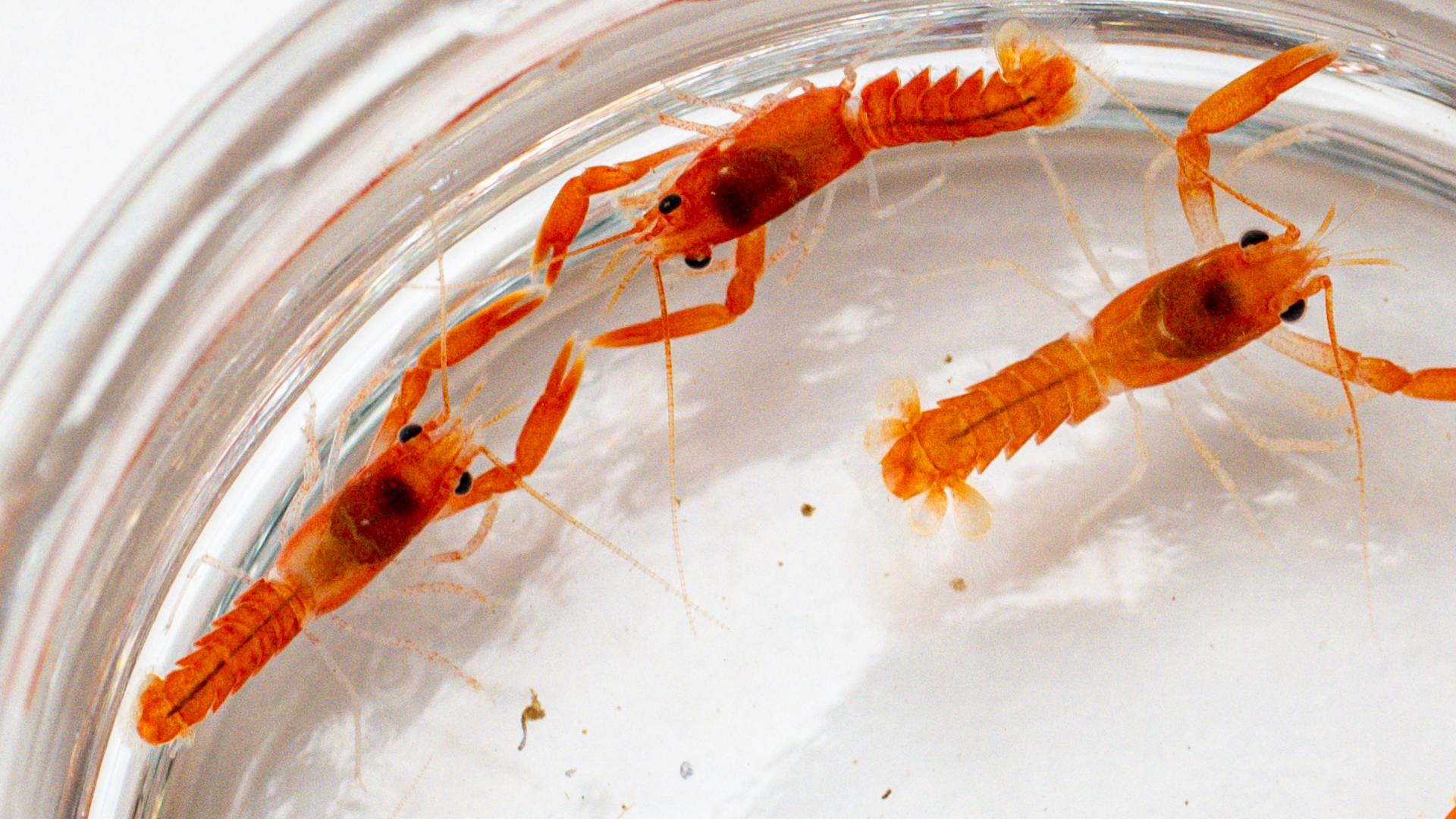 Scientists Finally Figured Out What Baby Lobsters Want for Dinner  And It’s Surprisingly Important