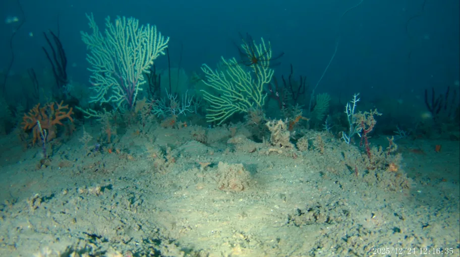 A “Dead” Coral Reef Vanished From the Map 60 Years Ago. Scientists Just Found It — Very Much Alive.