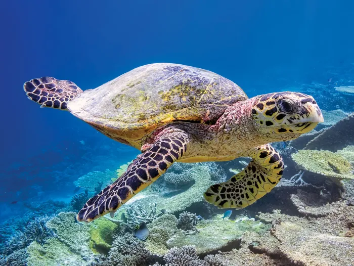 Scientists Are Combining Sea Turtle DNA With Satellite Tracking for the First Time — Here’s Why That’s a Big Deal