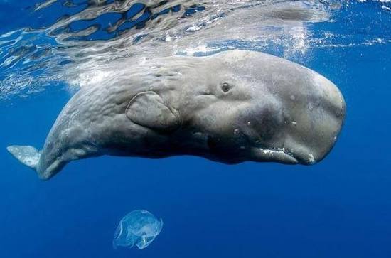 Scientists Just Cracked a 20-Year Mystery Hiding Inside One of the Ocean’s Shyest Whales