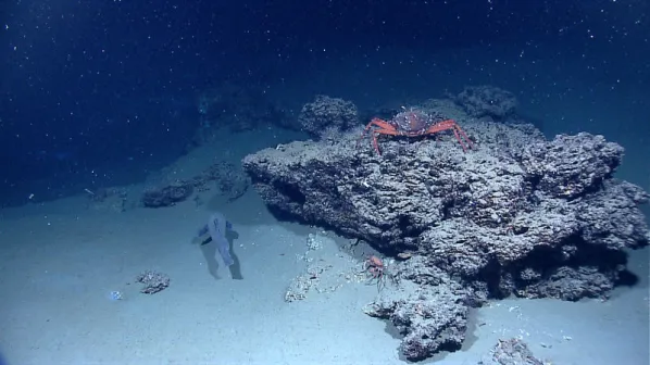 The Deep Ocean Has Its Own Secret Kitchen — And the Pressure Is the Chef
