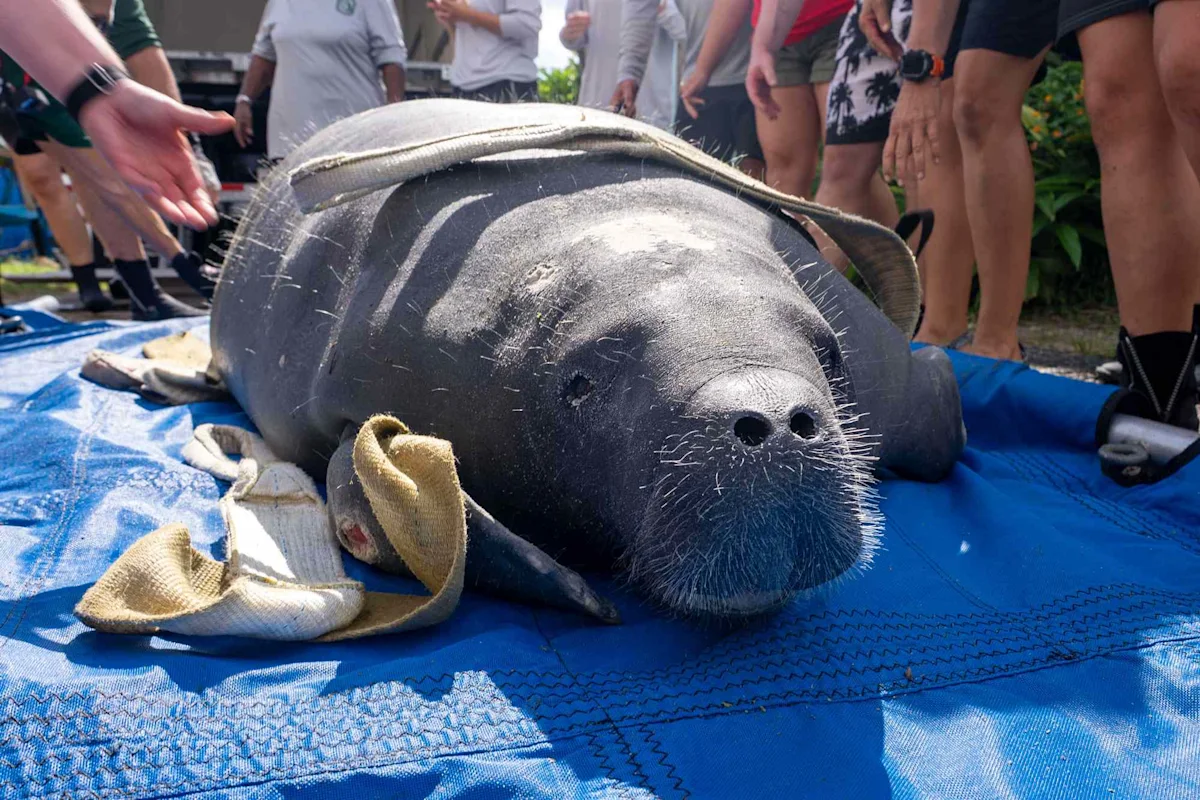 SeaWorld Rescue, Rehabilitates and Releases A Manatee Named Citron AGAIN 