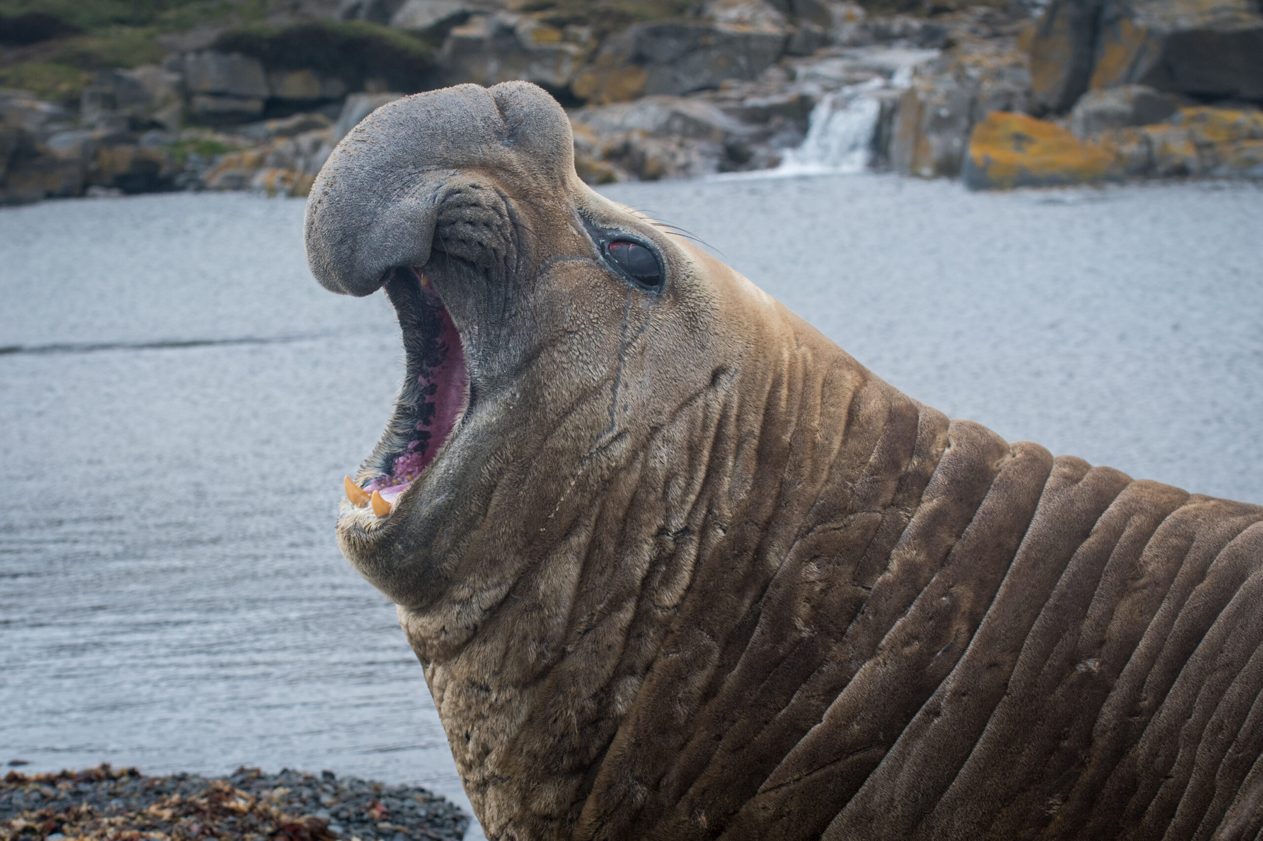 Scientists Call In the Seals To Study Hardest Parts of the Ocean to Reach