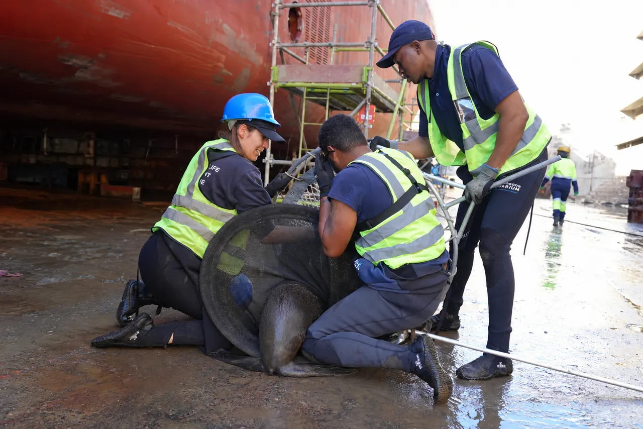 Four Seals Got Trapped Inside a Massive Dry Dock and Rescuers Had to Get Creative to Save Them