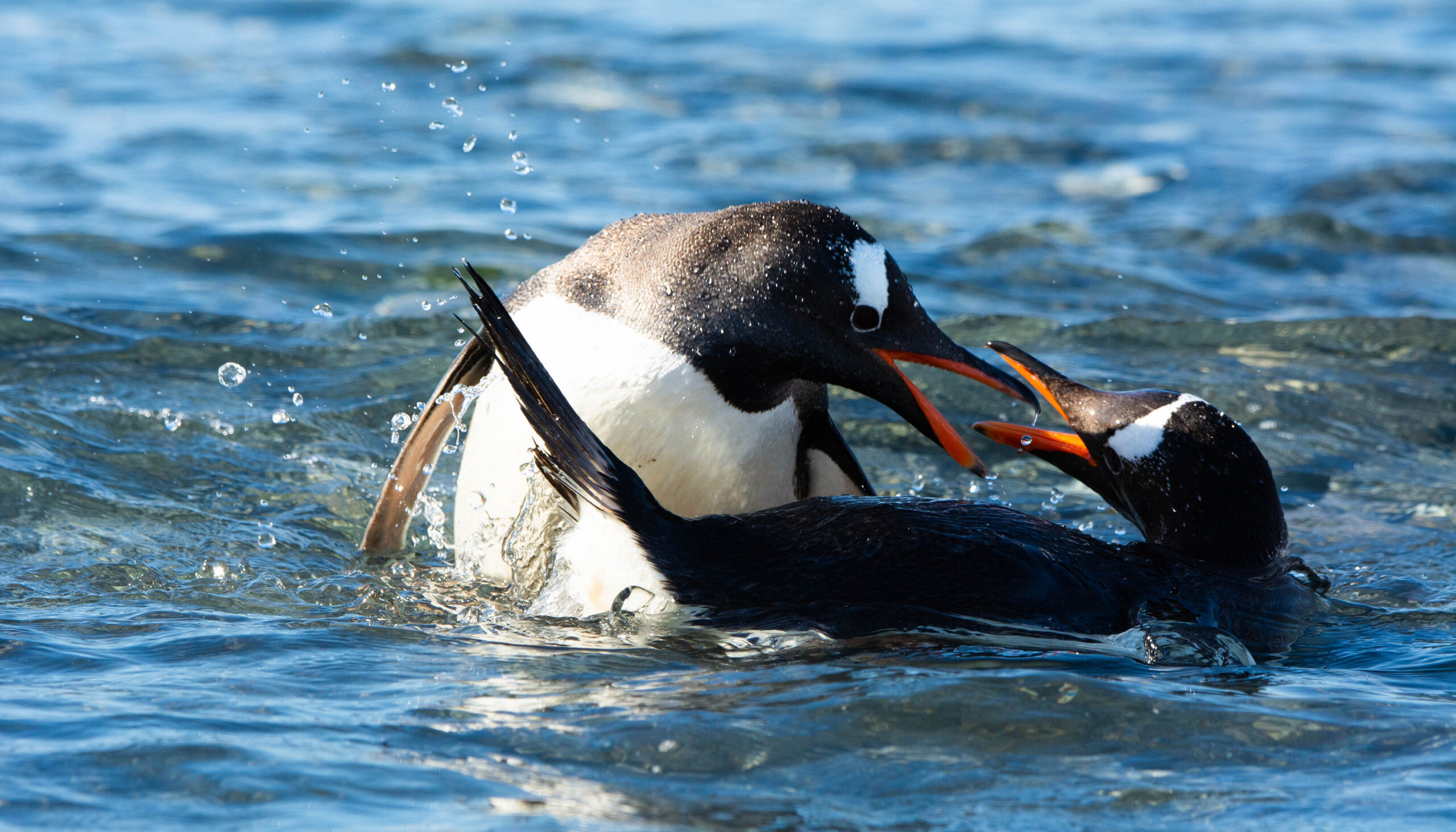 Scientists Just Discovered a New Penguin Species That Was Hiding in Plain Sight