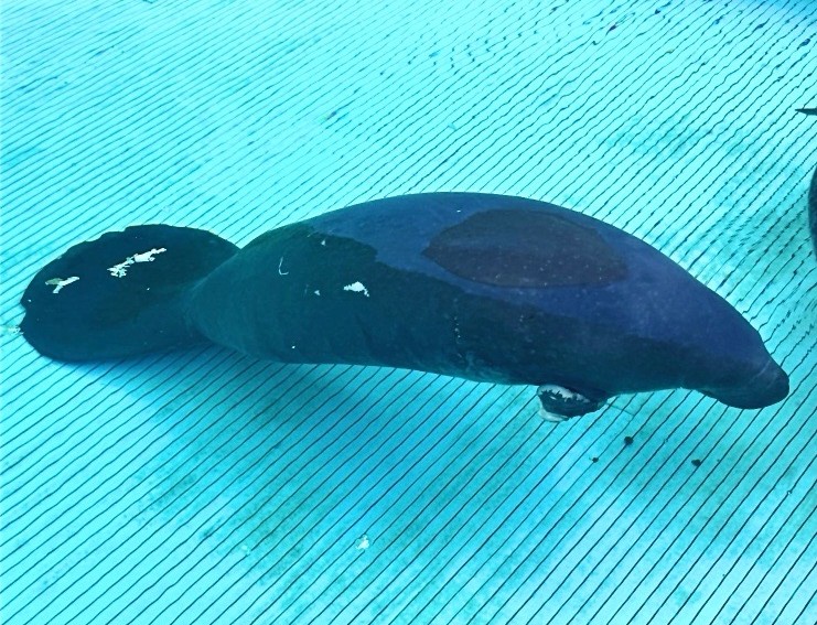 A 1,400-Pound Manatee Lost Her Flipper to a Crab Trap. SeaWorld Is Giving Her a Second Chance