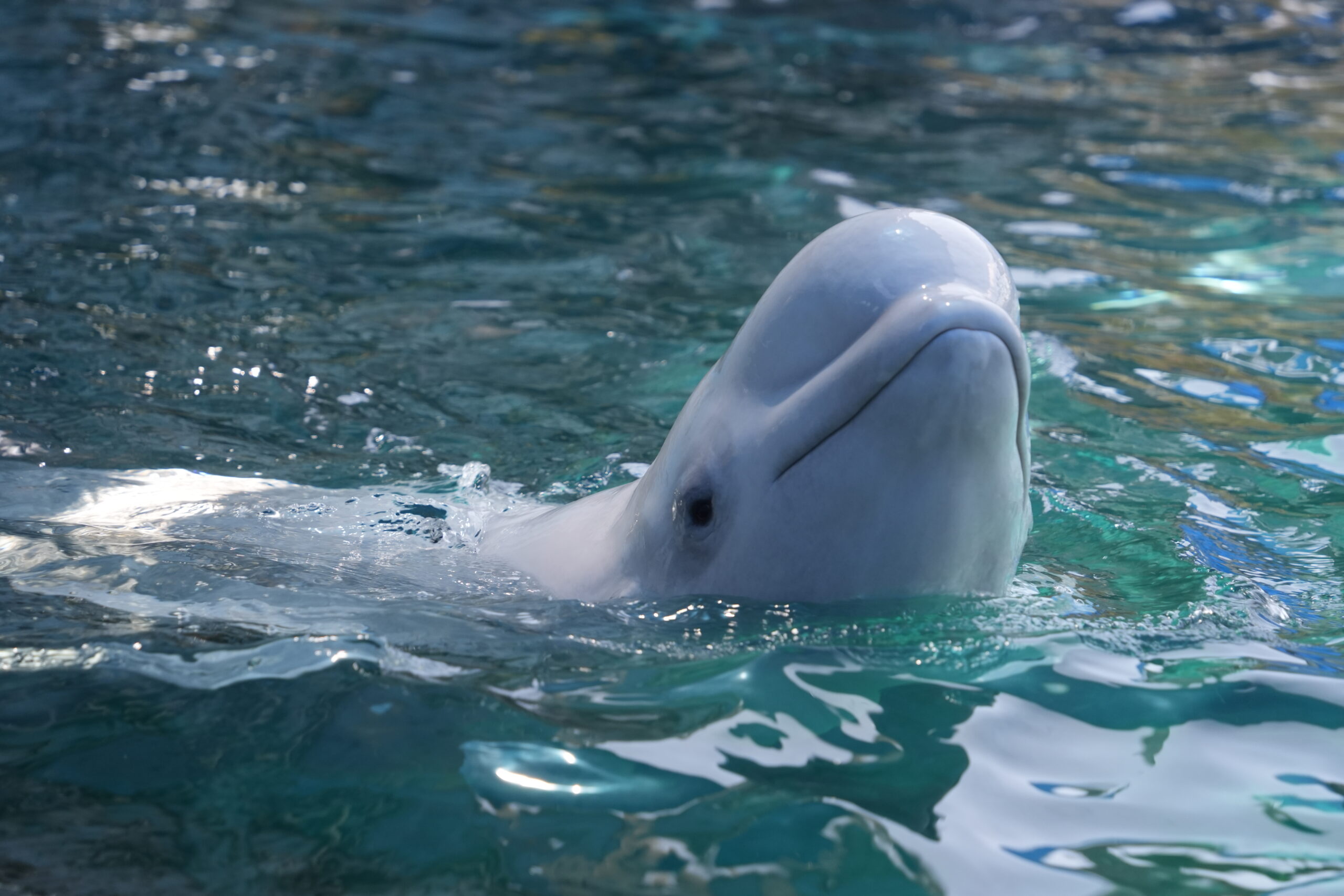The Marineland Rescue Is Complete. Here Is What It Actually Took.