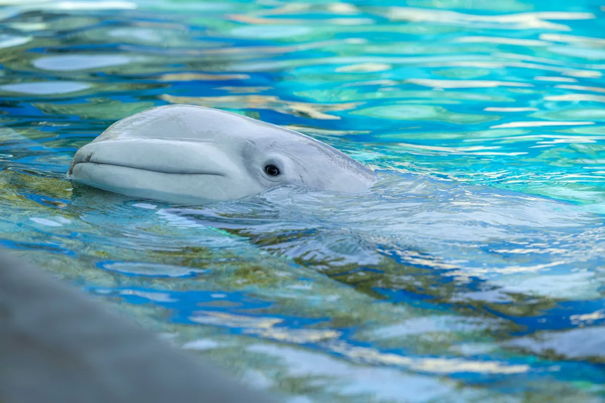 Chicago Tribune: Shedd Aquarium ‘Did All It Could’ to Save Rescued Belugas