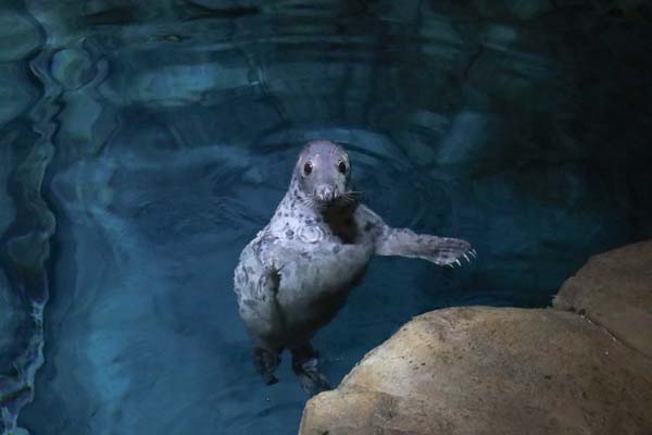 A Young Seal Was Rescued Twice and Now She Has a New Home Built Around Her Second Chance