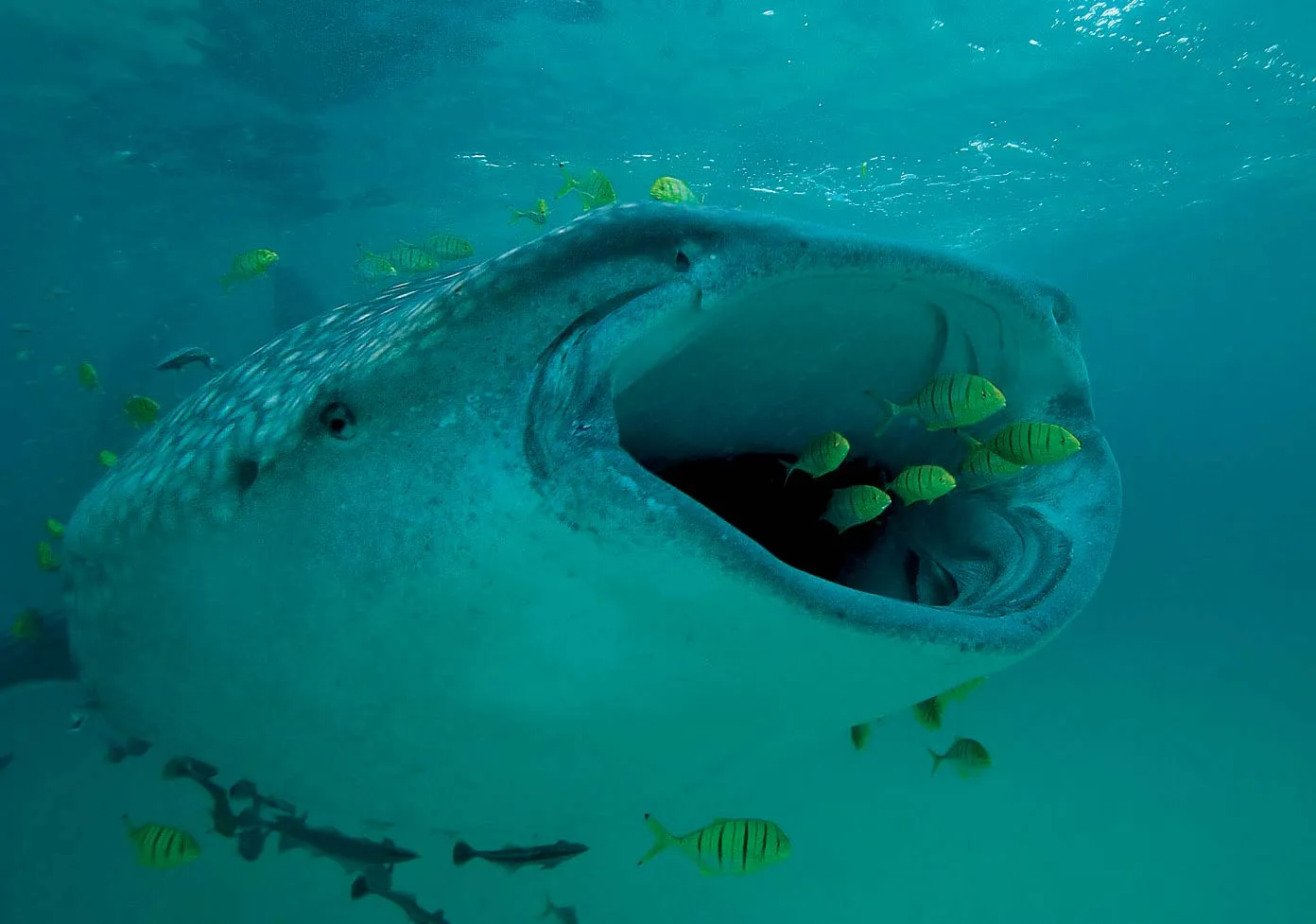 Scientists Put Cameras on Whale Sharks. It Turns Out They’re Basically Always Snacking.