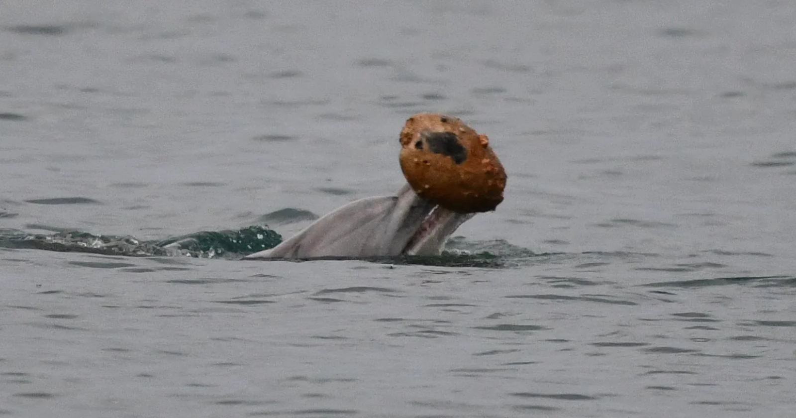 Scientists Just Filmed Dolphins Using Shells to Catch Fish
