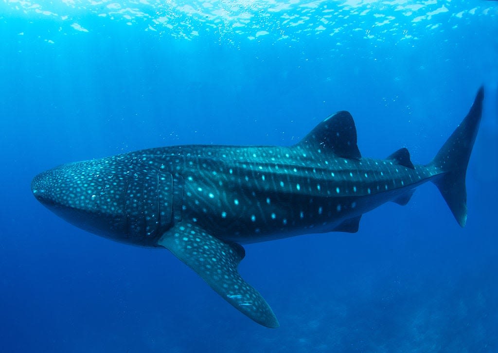 Two Whale Sharks Surfaced Off New York City. The Last Confirmed Sighting Was in 1935.