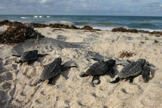 Florida’s Sea Turtles Are Having Their Best Nesting Season on Record