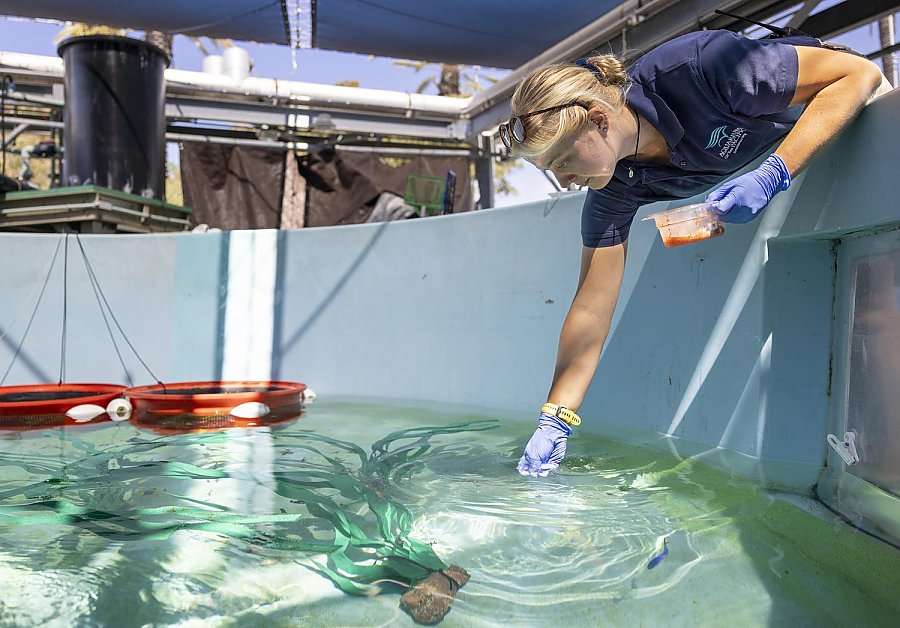 Nearly 500 Smuggled Sea Creatures Were Seized in California. Then an Aquarium Had to Figure Out How to Save Them