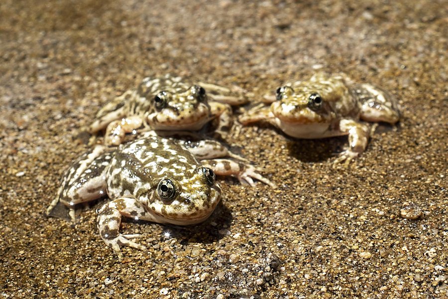 An Aquarium Just Helped Send 653 Critically Endangered Frogs Back Into the Wild