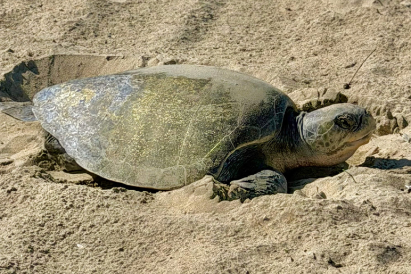 Sea Turtles Just Nested on the U.S. West Coast for the First Time Ever and Now an Aquarium Is Protecting Their Eggs