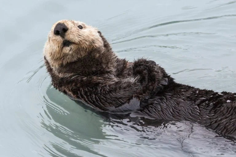  Sea Otters Have Pockets and They Actually Keep Snacks in Them