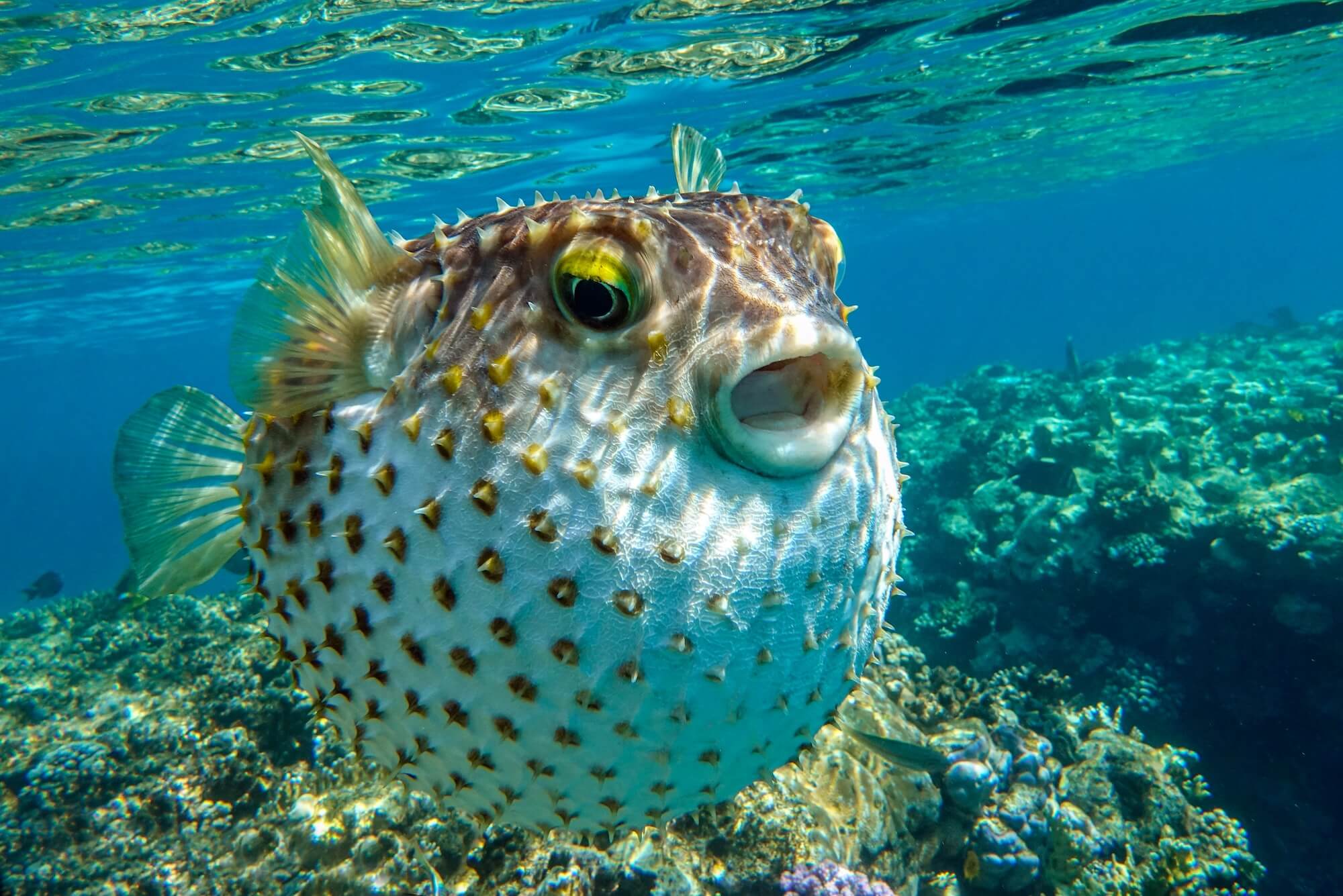 Pufferfish Don’t Fill Themselves With Air and the Real Way They Inflate Is Even Stranger