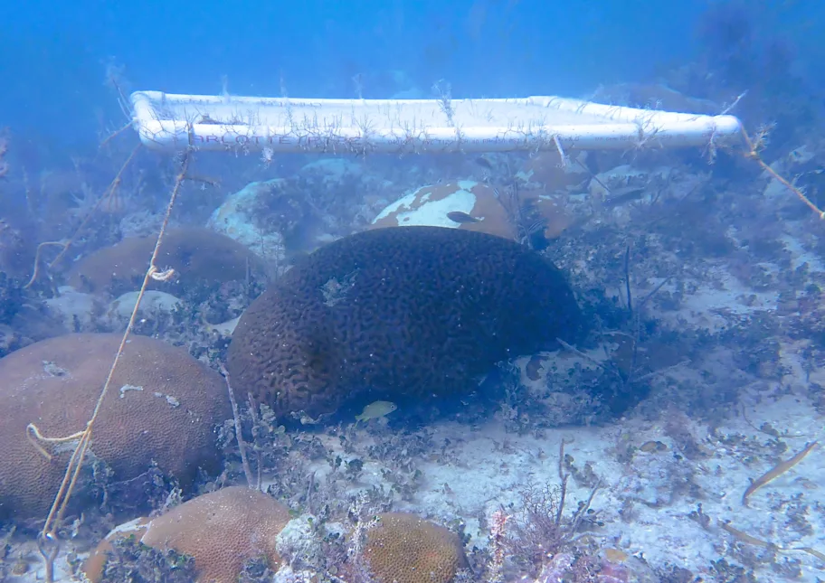 Scientists Put Underwater Umbrellas Over Florida Corals and the Surprisingly Simple Idea Appears to Work