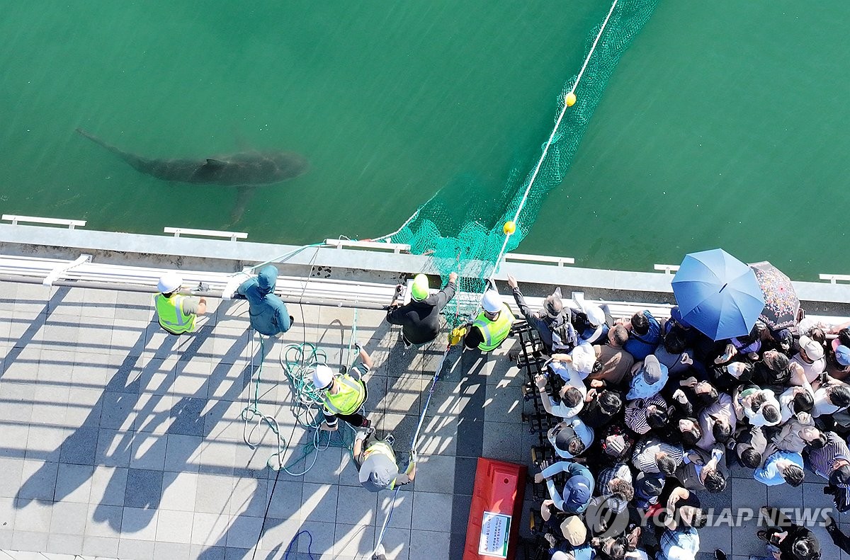 A Shark Trapped in a South Korean Canal Has Become a Local Celebrity as Rescuers Try to Get It Back to the Ocean