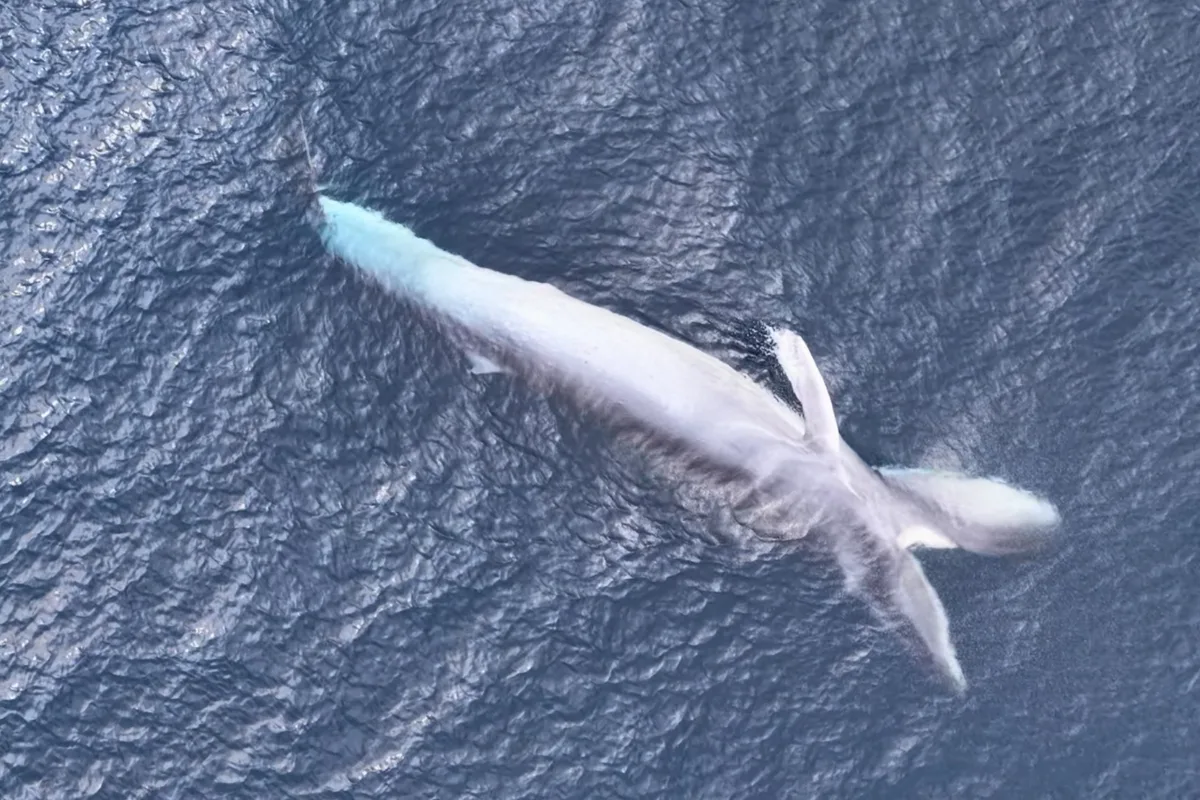 Drone Footage Captured One of the Ocean’s Most Mysterious Whales Feeding in Indonesia