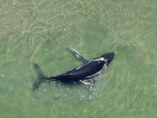 Two Young Humpback Whales Got Stuck on Sandbars and Rescuers Spent Hours Waiting for the Ocean to Set Them Free