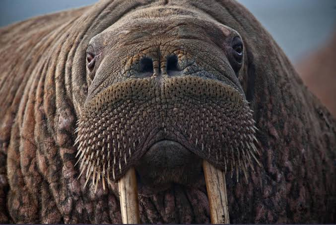 Walrus Tusks Are Actually Giant Teeth and They’re Far More Useful Than They Look