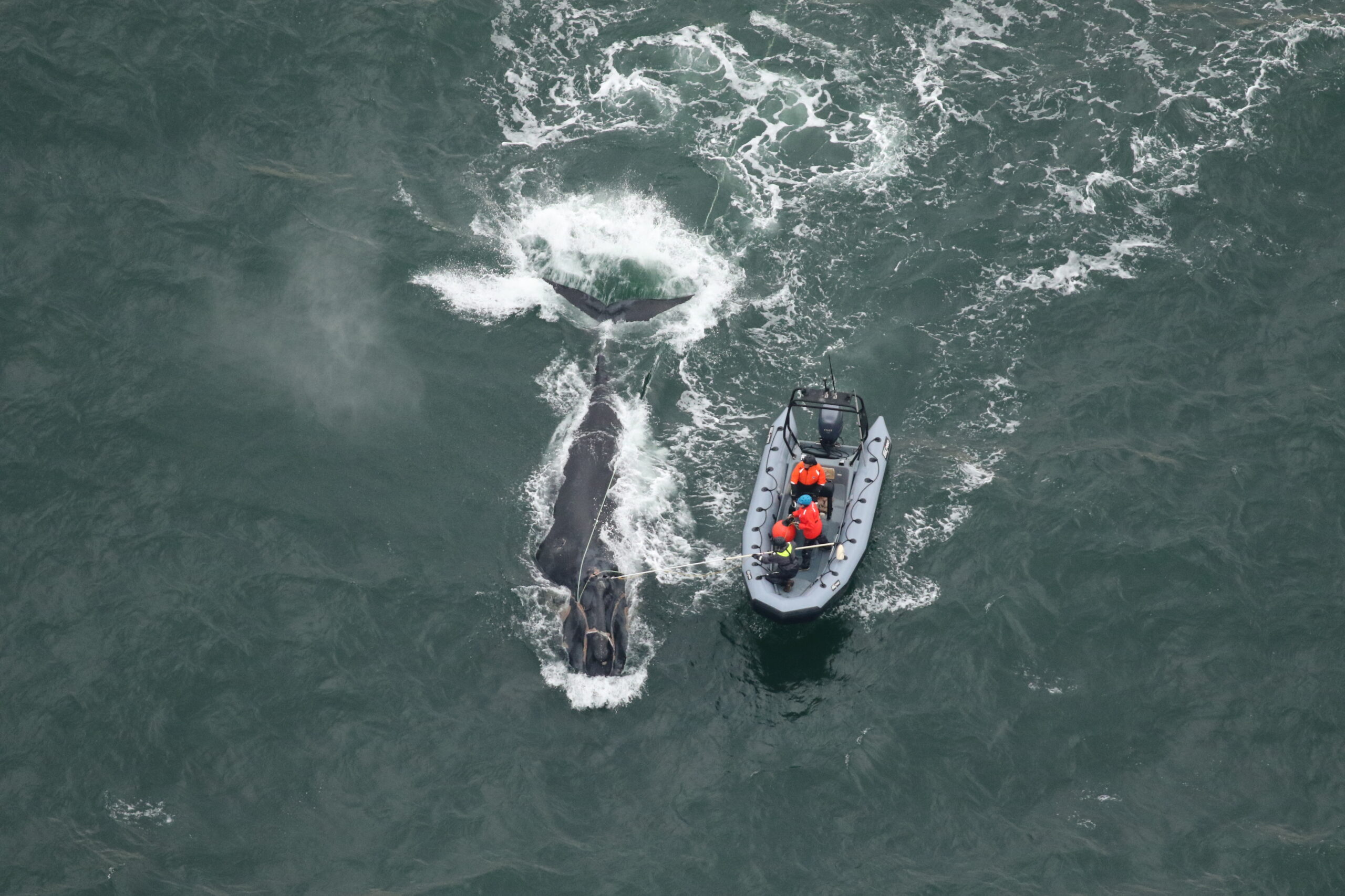 Humpback Entanglements on the West Coast Are the Highest in a Decade. The Fix May Be Sitting on the Ocean Floor.